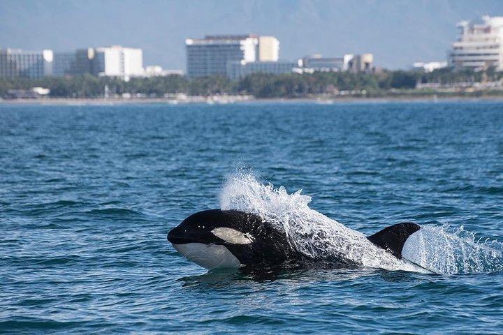 Osservazione di balene e delfini con un biologo a Puerto Vallarta