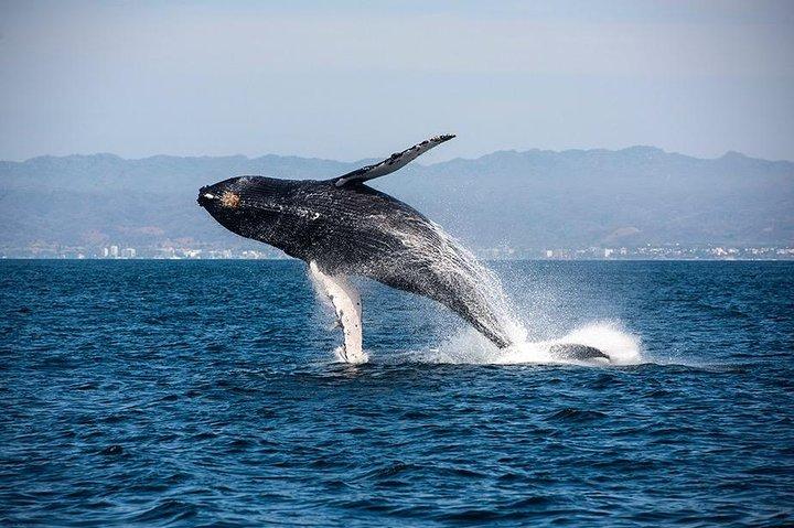 Osservazione di balene e delfini con un biologo a Puerto Vallarta