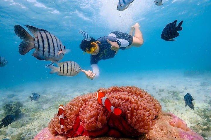 ドローン写真とランチ付きニモ島体験