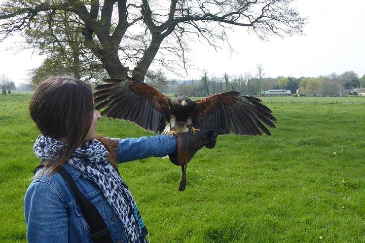 Bath City Tour & Fly a Hawk Experience - Dagtour vanuit Bath