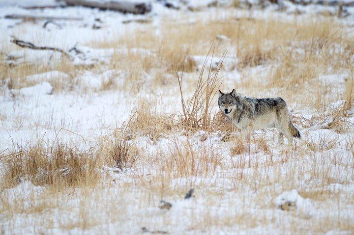 Private Yellowstone-Wolfsbeobachtung und Wildtiersafari + Mittagessen