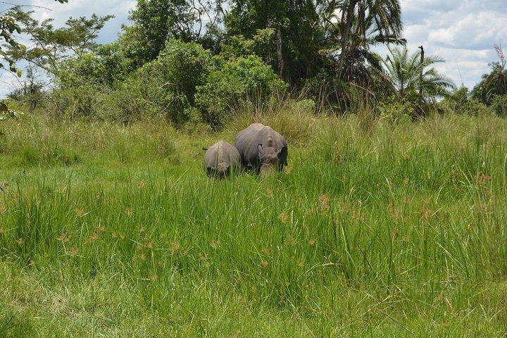 3 jours de vacances à Murchison Falls, y compris Big 5 Sighting!