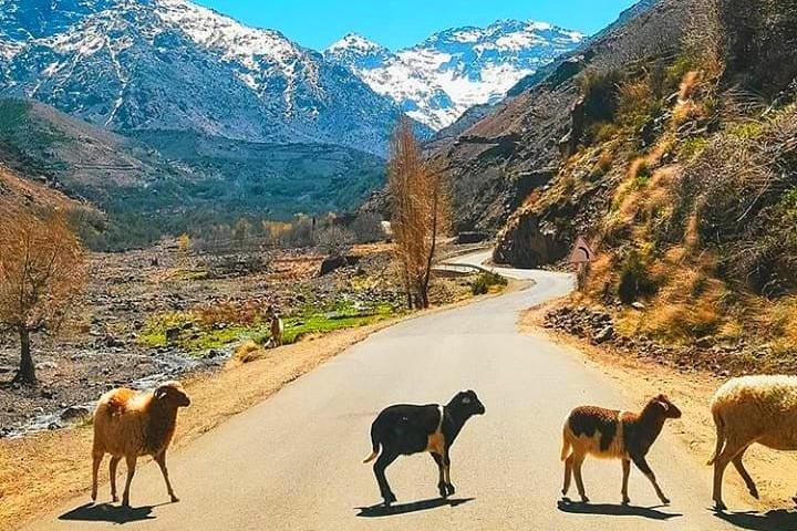 Atlas Mountains and Three Valleys & Waterfalls: Guided Day Trip From Marrakech