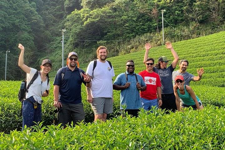Green Tea Fields, Shizuoka