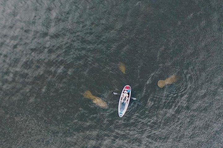 Visite de Tarpon Springs en kayak clair de la saison des lamantins