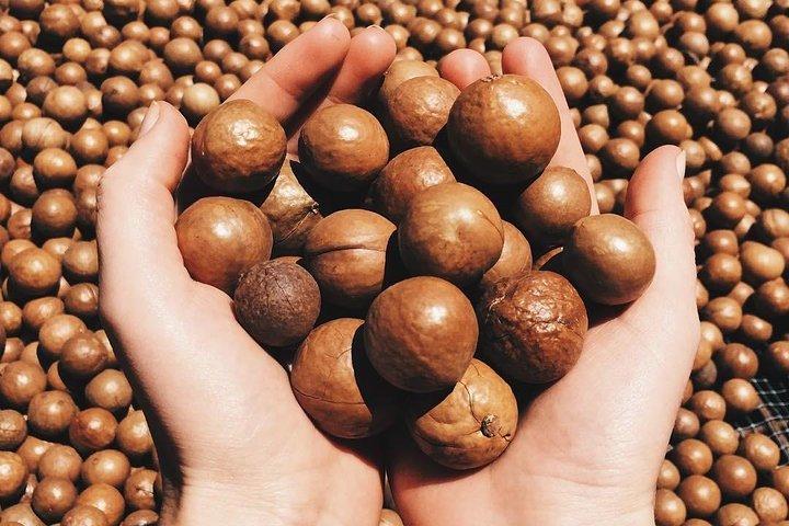 Ferme de Macadamia et massage du visage + visite privée d'Antigua Guatemala