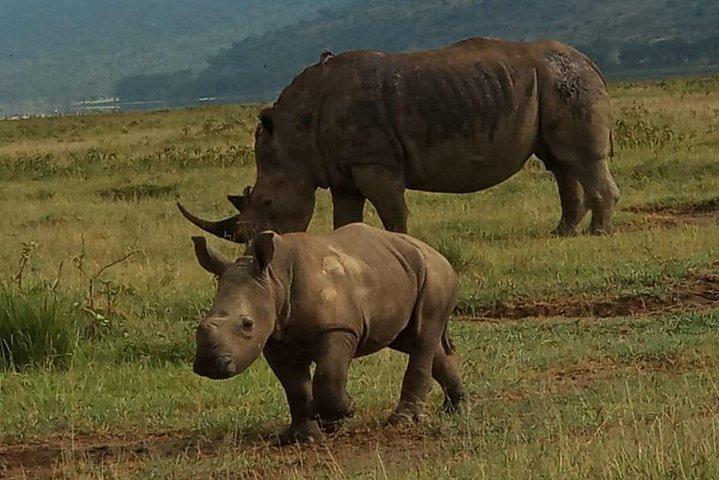 6日間マサイマラ-ナクル-アンボセリバジェットグループサファリ。