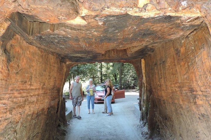 Private Avenue of the Giants Redwoods Day Trip från San Francisco