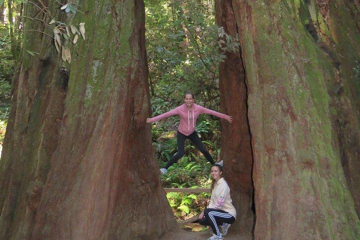 Entdecken Sie Point Reyes National Seashore und Muir Woods Redwoods