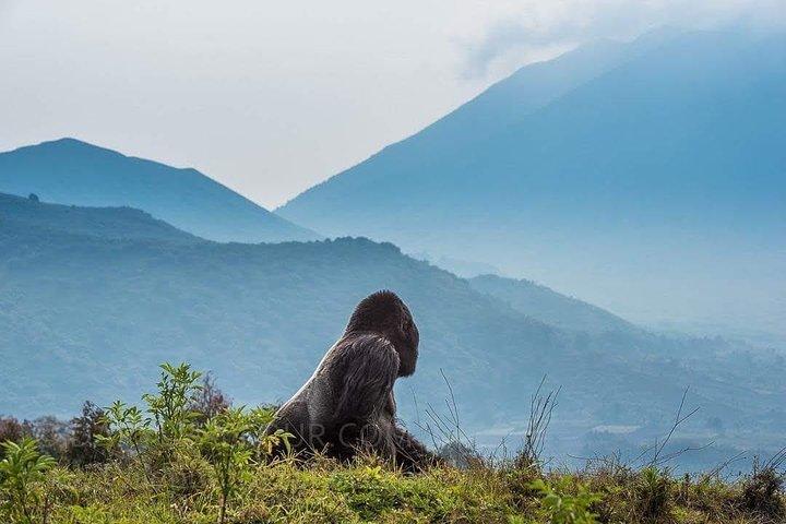 3-Daagse Mountain Gorilla trekkingsafari - Volcanoes NP