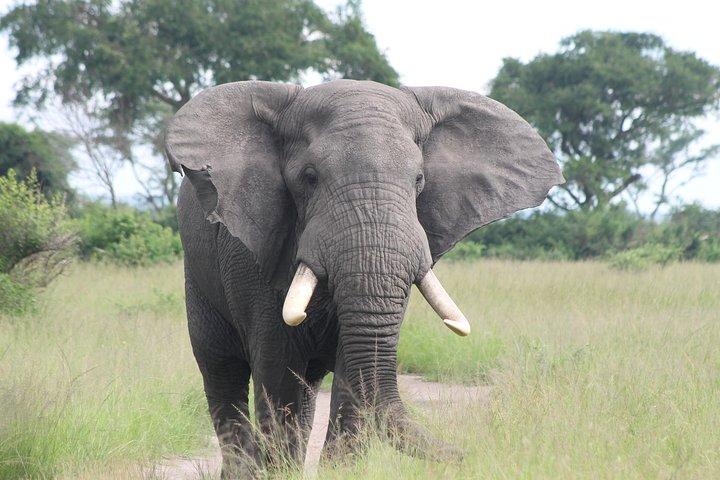Safari di 6 giorni Queen Elizabeth e Mburo Luxury