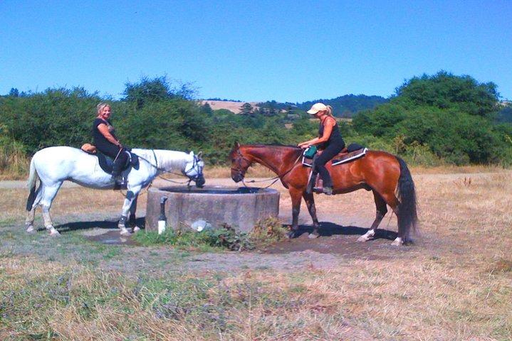 Privates Reiten und Muir Woods Adventure aus San Francisco