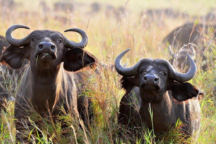 Ouganda la perle de l'Afrique Safari complet de 20 jours sur la faune