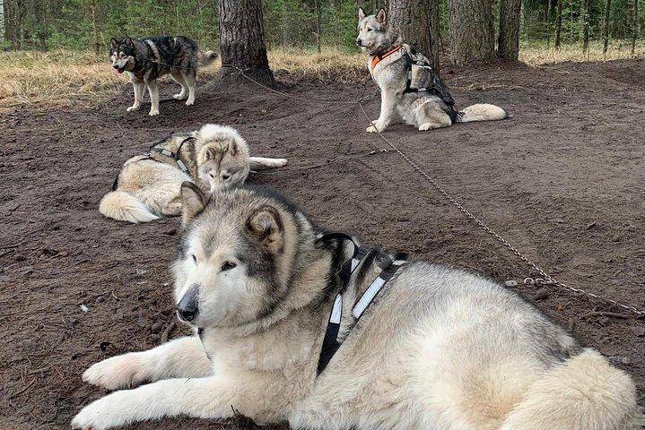 Ultimate Husky dog sledding experience in Latvia - Private tour from Riga