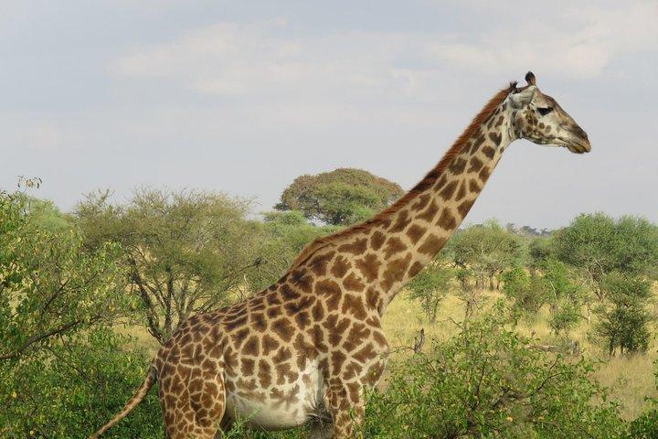 3 días de aventura clásica en Tanzania