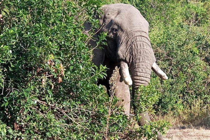 3 dage Amboseli National Park