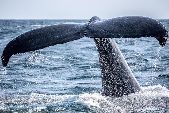 Waikiki: 2-Hour Whale Watching with Guaranteed Sightings on Oahu