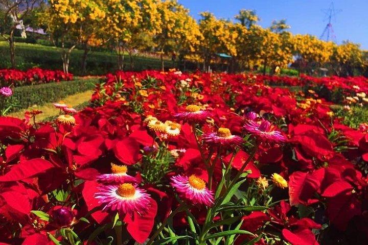 バンコク発カオヤイ国立公園日帰りツアー