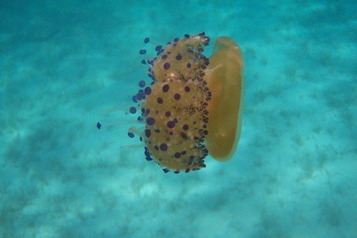 Scuba Diving in Naxos by Bluefindivers - Dive in Greece - Amazing Diving Spots