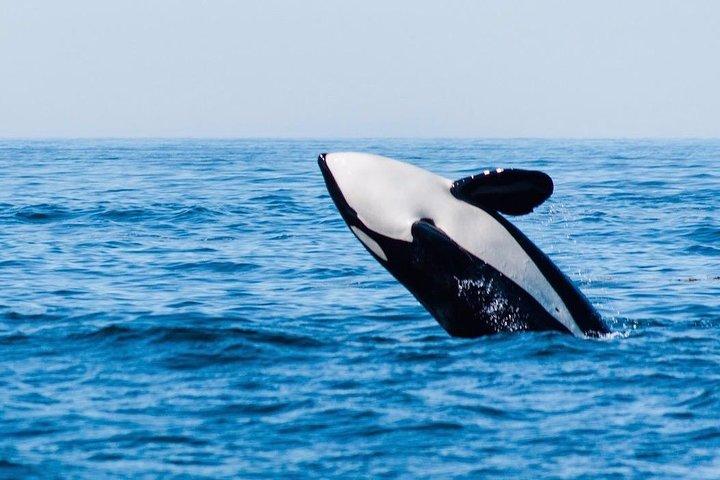 Whale Watching & Sightseeing-Tour in Ucluelet, Vancouver Island