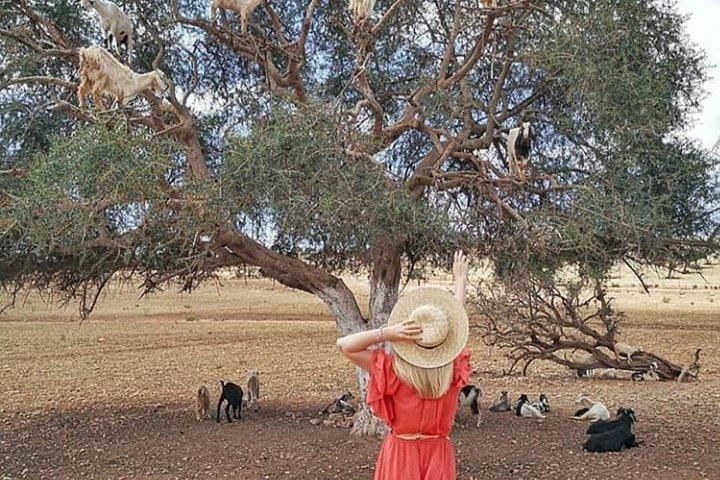 From Marrakesh : Full Private Day Tour To Essaouira Mogador