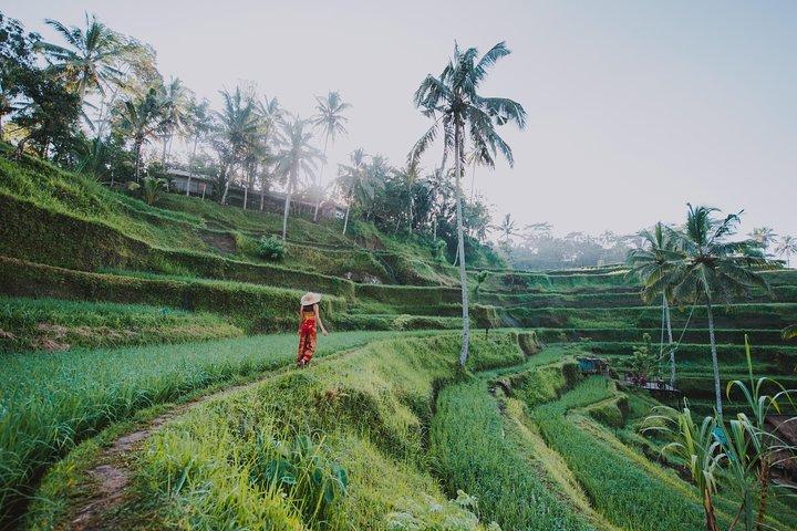 Excursion privée : points forts d'Ubud