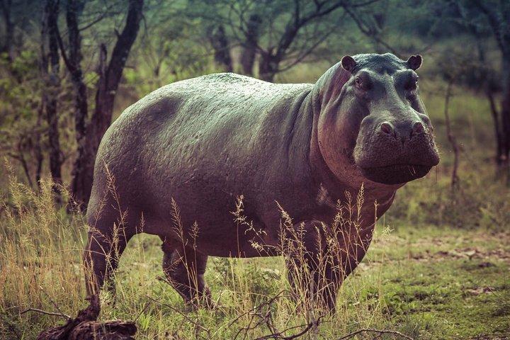 3-daagse Queen Elizabeth Nat Park Tour