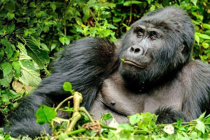 3-dagars Gorilla Trekking Bunyonyi Mist Relaxation Safari