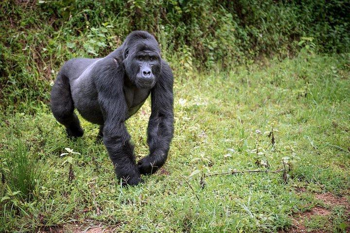 3-dagars Gorilla Trekking Bunyonyi Mist Relaxation Safari
