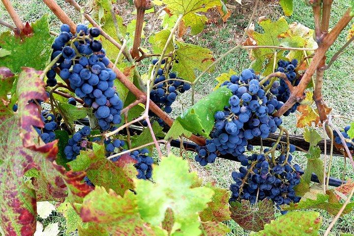 Tour delle leggende toscane: La Spada nella Roccia e il Gallo Nero