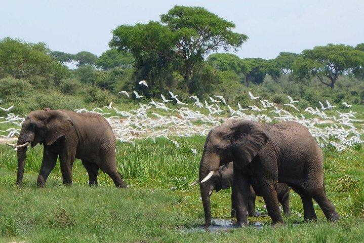 Gorilla di 15 giorni, scimpanzé e Big 5 Safari Tour