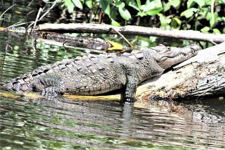 Private YS Falls e Black River Safari de Runaway Bay