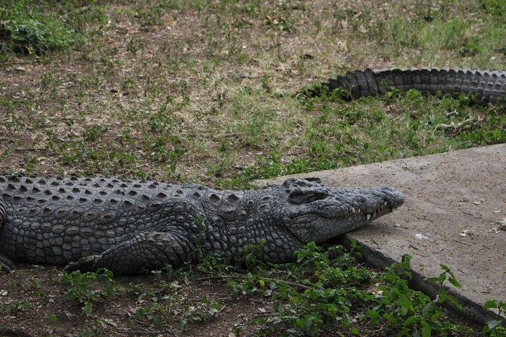 Meserani Snake Park Guided Day Tour in Arusha