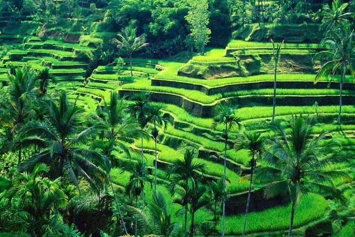 Rice Terrace och Bali Swing Tour