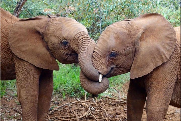 Day tour to Giraffe center and Karen Blixen Nairobi