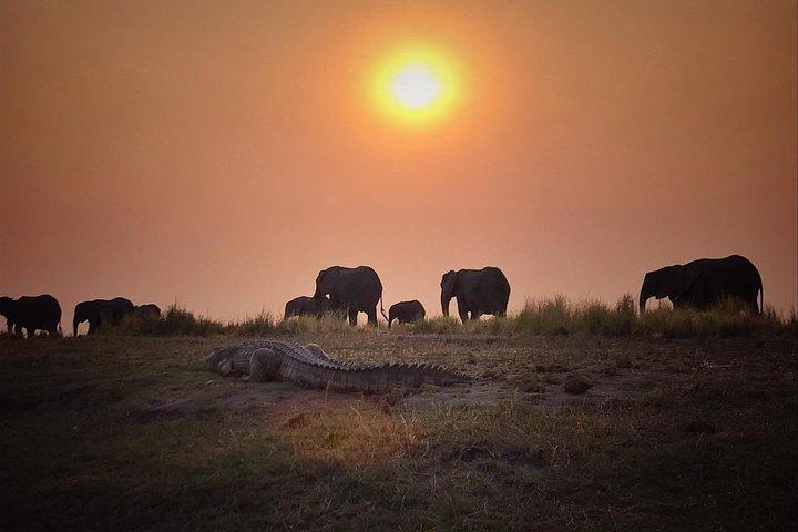 9-stündige Pirschfahrt im Chobe-Nationalpark
