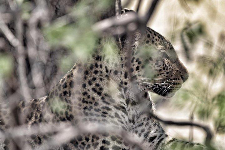 9-stündige Pirschfahrt im Chobe-Nationalpark