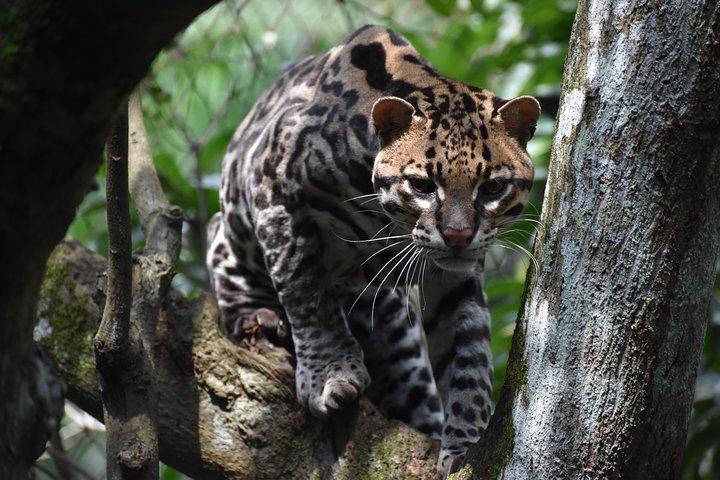 行をスキップ:Rescate Wildlife Rescue Centerの一般入場券