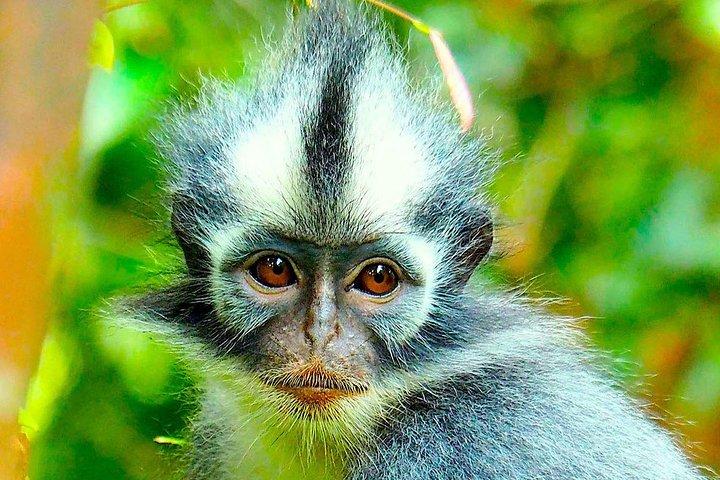 ファミリージャングルツアー:オランウータントレック(4時間のハイキング)by EcoTravel Bukit Lawang