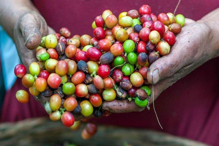 Mindo Koffie en Cacao Proeverij ervaring uit Quito