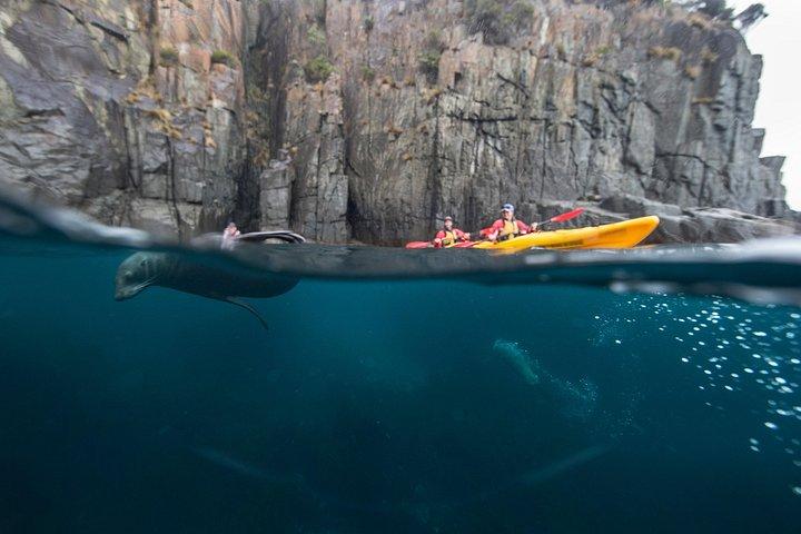 Tasman Peninsula heldags kajak tur