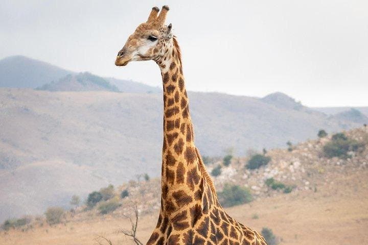 Private Le Cape Animal Farms Full Day Tour