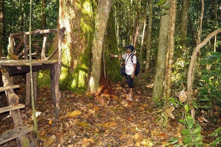 Trekking e birdwatching nella foresta pluviale di Kanneliya