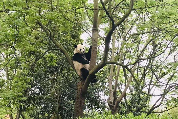 Visite experte de Chengdu du centre de recherche Panda en une demi-journée
