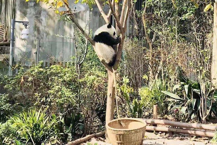 Panda Research Centerの成都エキスパートツアーと興味のあるサイト