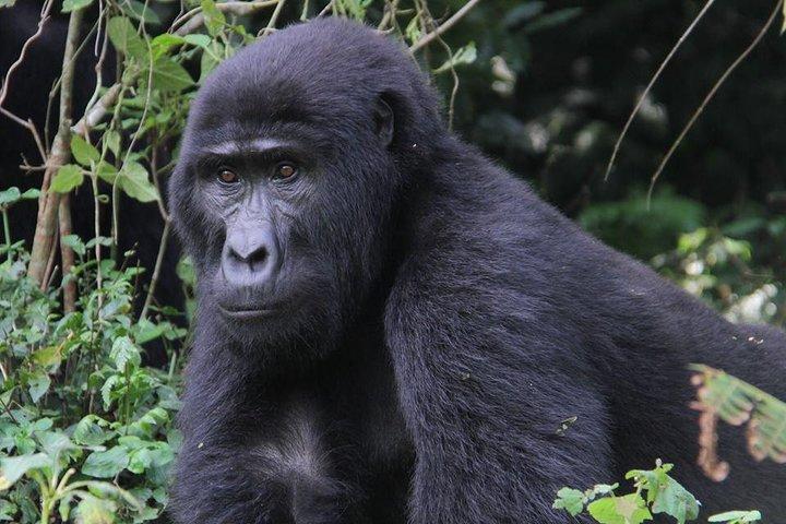 5-dages gorillaer og rafting i Uganda Safari Adventure