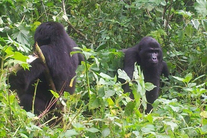 5-dages gorillaer og rafting i Uganda Safari Adventure