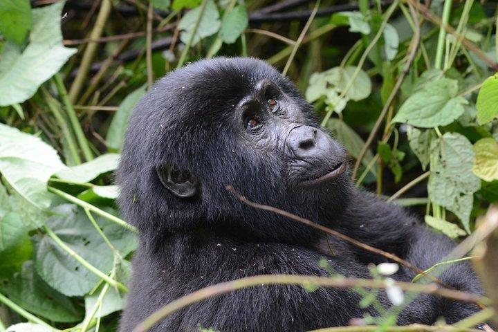5-dages gorillaer og rafting i Uganda Safari Adventure