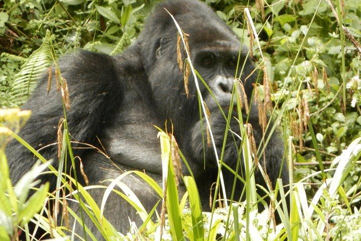 10 dagars bästa av Uganda Adventure Safari