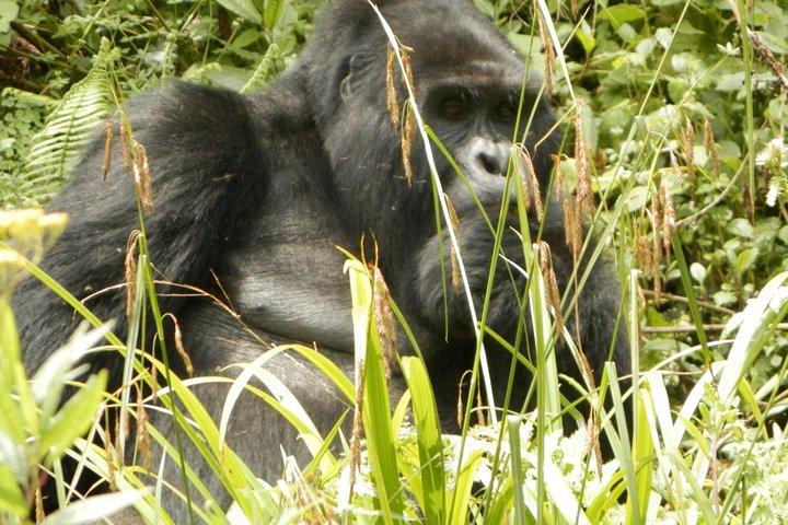 Tour di 14 giorni in Uganda e Ruanda Primate (Midrange Tour)